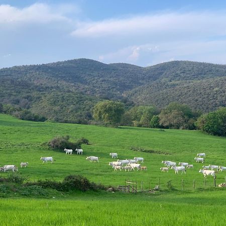 Fattoria Tolomei Campagnatico Екстер'єр фото