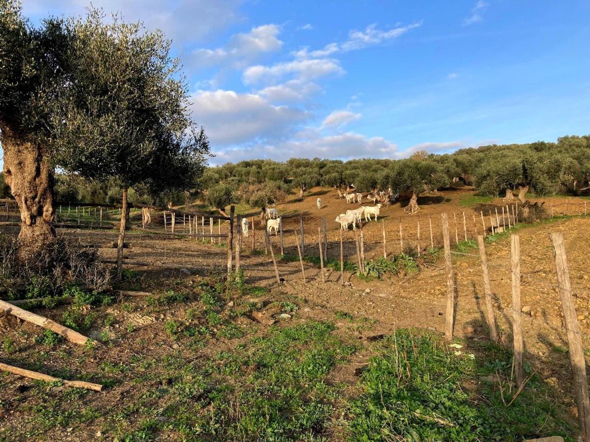 Fattoria Tolomei Campagnatico Екстер'єр фото