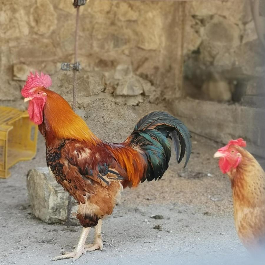 Fattoria Tolomei Campagnatico Екстер'єр фото
